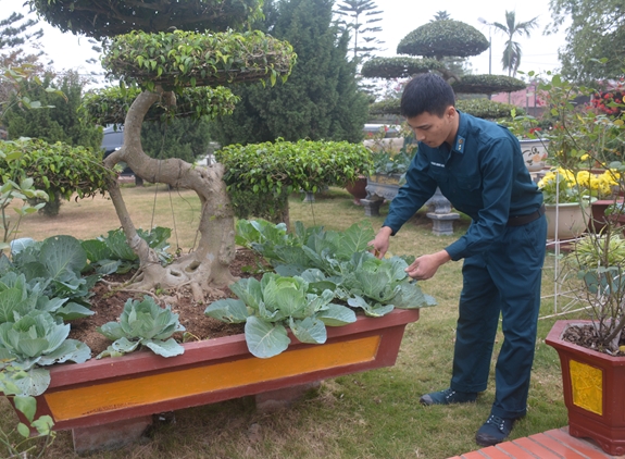 Chăm sóc rau trồng trên các chậu bonsai trước cửa nhà chỉ huy Trung đoàn 228.